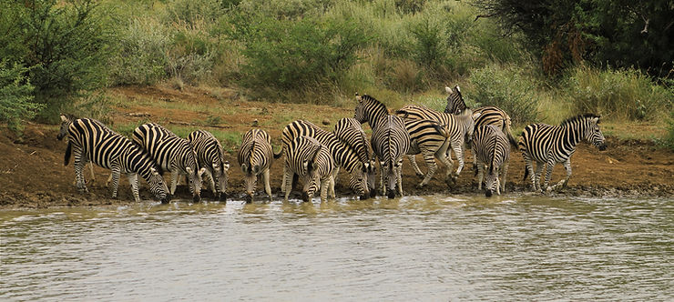 A herd of zebras drinking at a watering hole in Africa, their version of standing around the water cooler.