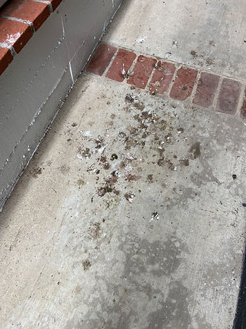 Pigeon poop on cement walkway