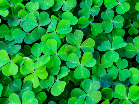 A cluster of Green Three Leaf Clovers