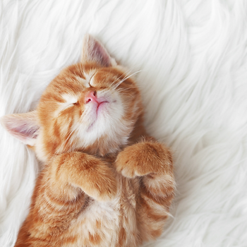 A cute orange kitten sleeping on its back on a white fluffy rug.