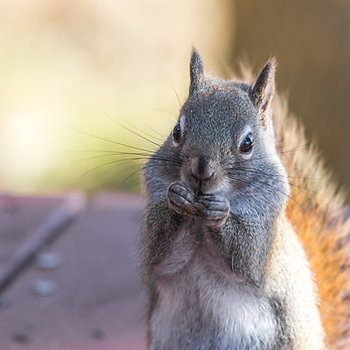 A squirrel nibbling on food.