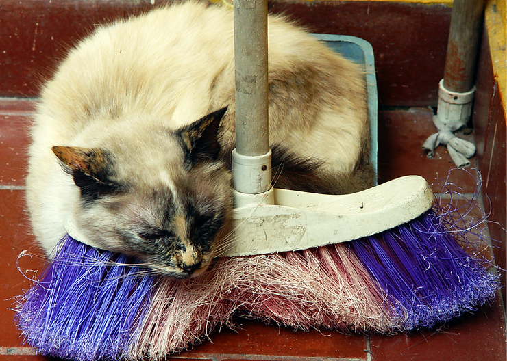 A fluffy beige, brown-eared cat resting it's head on a broom head with pink and purple plastic bristles.