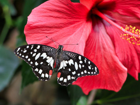 Red poppy with a black and white moth or butterfly landed on the petals.