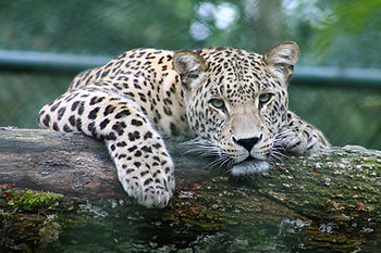 A leopard leaning over a felled tree trunk.