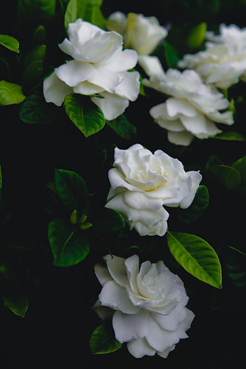 A beautiful bush of white roses with green leaves.