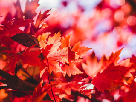 Orangey red autumn leaves