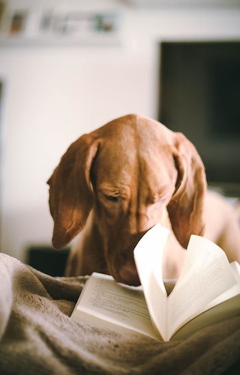 A brown dog with floppy ears with his nose deep in the pages of a book.