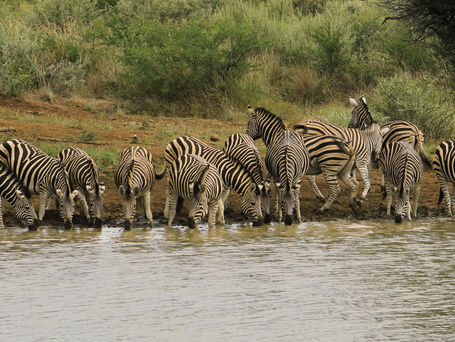 A herd of zebras drinking at a watering hole on an African plain.