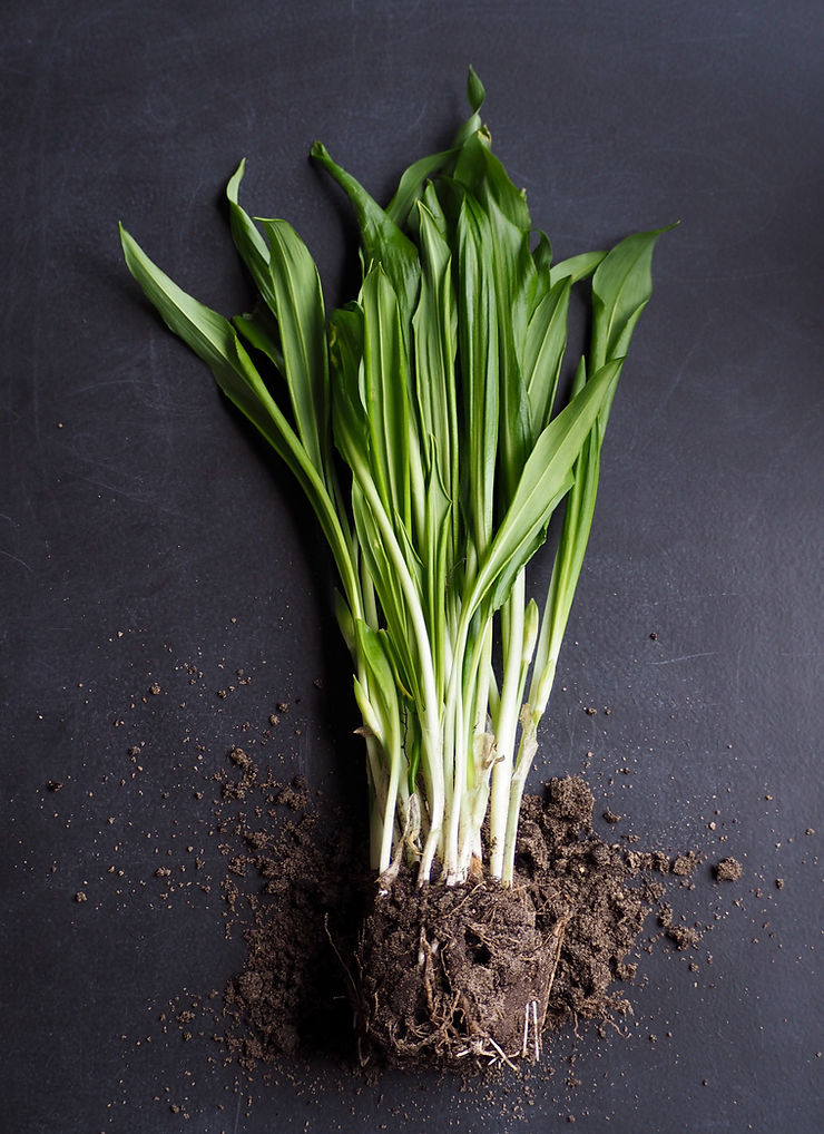 A bushel of green onions pulled out of the ground with dirt clumped at the base of the bushel laid against a black table.