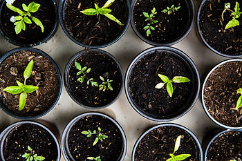 Fledgling green plants sprouting in soil-filled back plastic pots.