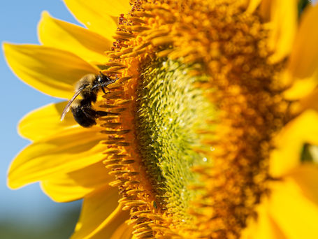 A bee climbing on a yellow sunflower's disk florets as part of the pollination process.