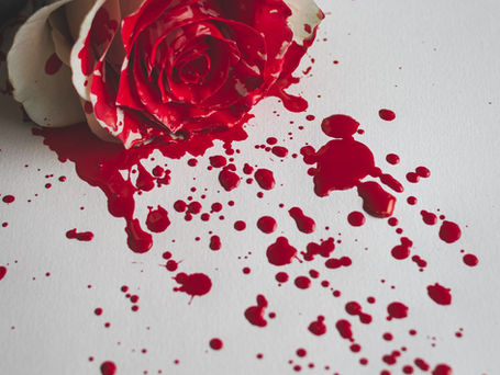 Blood spattered on a white rose and dripping over a white countertop.