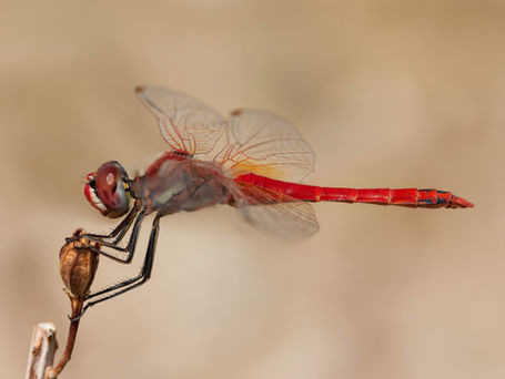 A red dragonfly with transparent wings clinging onto a dead plant bud.