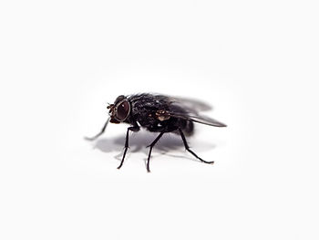 A fly.