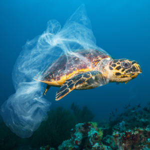 A sea turtle trapped in a plastic bag trying to swim in the ocean.