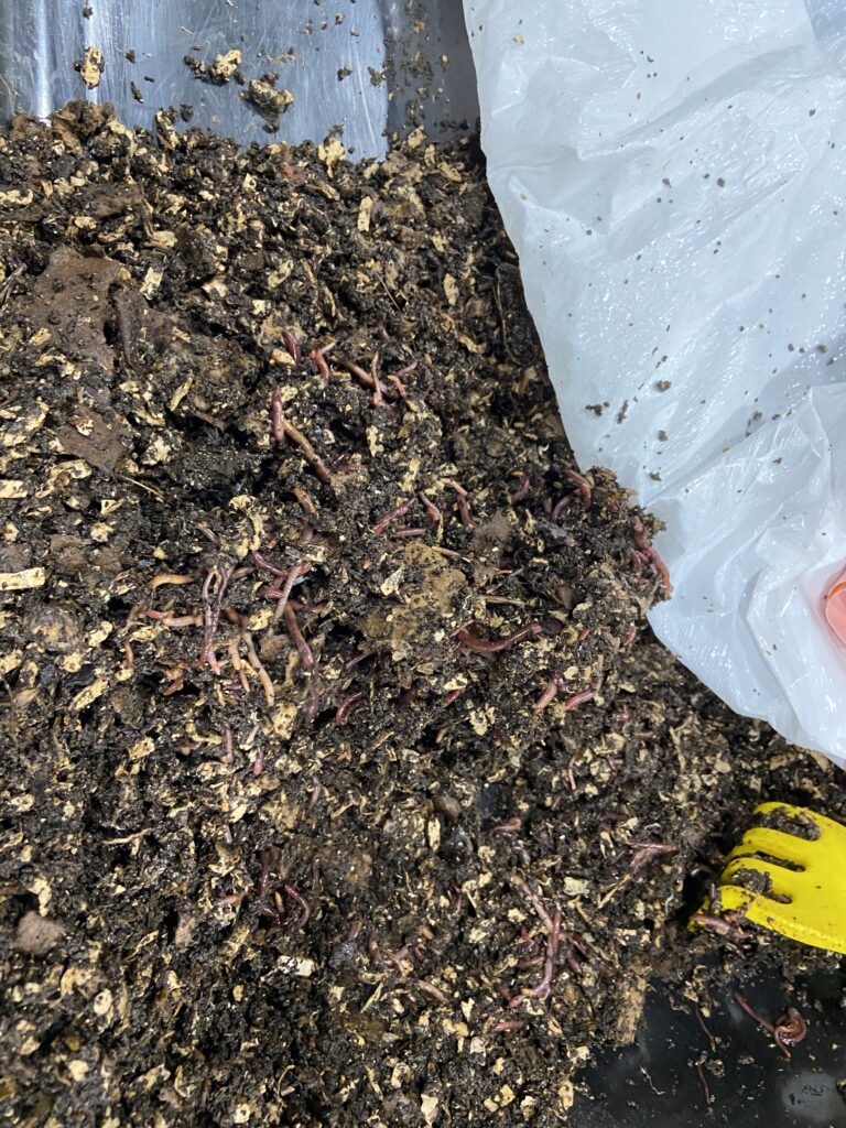 Earthworms working their magic on organic waste to become composted soil. ON display at the 2025 Waste Expo in Las Vegas, 2025.